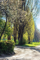park in blossom. beautiful urban scenery in springtime