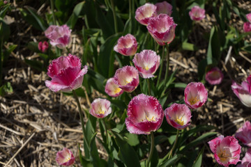 Netherlands,Lisse, a close up of a flower
