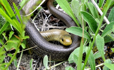 Aesculapnatter