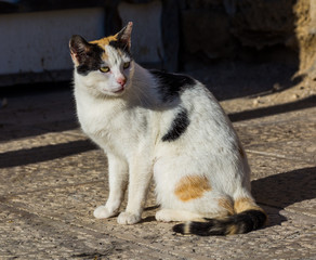 Naklejka na ściany i meble Italian cat sits in the sun