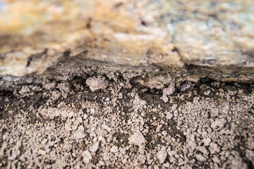 black ants run on the ground