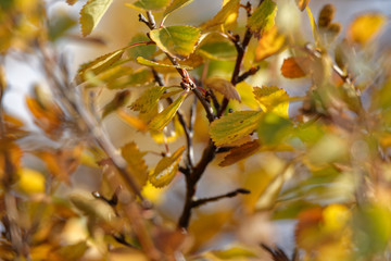 Birke (Betula) im Herbstkleid, Island