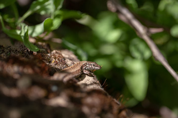 Naklejka premium Eidechse