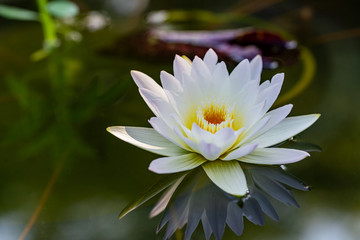 Beautiful White Lotus flower in the pond and copy space