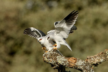 Male and female of Black-shouldered kite, Elanus caeruleus