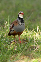 Red legged partridge. Alectoris rufa