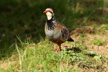Red legged partridge. Alectoris rufa