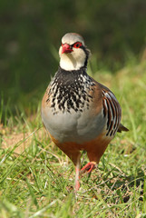 Red legged partridge. Alectoris rufa