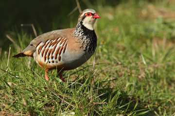 Red legged partridge. Alectoris rufa
