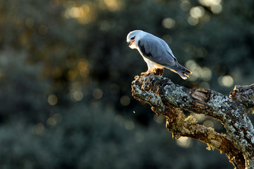 Black-shouldered kite. Elanus caeruleus