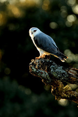 Black-shouldered kite. Elanus caeruleus