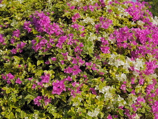Obraz premium Beautiful magenta bougainvillea paper flowers (Bougainvillea glabra) blossom blooming, multi colored flowers texture background. 