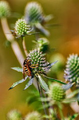 Fototapeta na wymiar Wasp collecting nectar and pollinating eryngium.