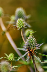 Wasp collecting nectar and pollinating eryngium.