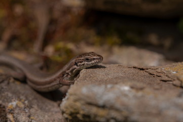 Fototapeta premium Eidechse