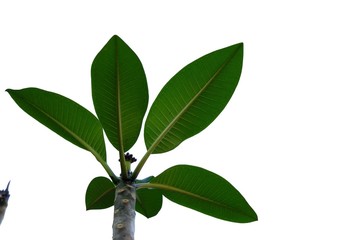 Plumeria leaves on white isolated background for green foliage backdrop