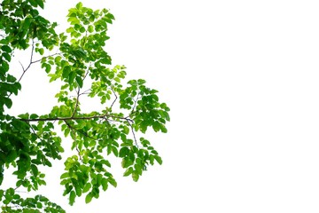 Tropical tree leaves with branches on white isolated background for green foliage backdrop 