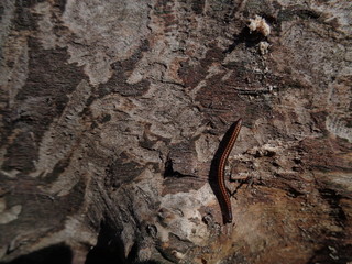 Nadliwie © M. G. Koperkiewicz