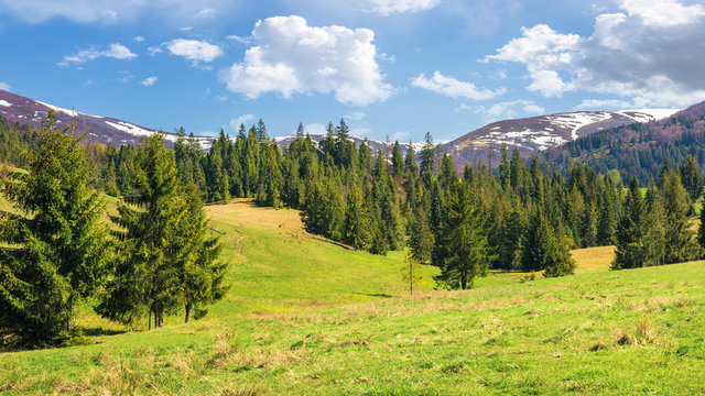 beautiful springtime landscape in mountains. spruce forest on the grassy hills. spots of snow on the tops of distant ridge. sunny weather with fluffy clouds on the blue sky