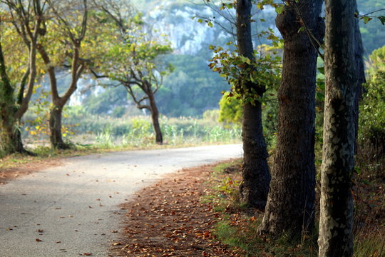 road in the forest, Portugal