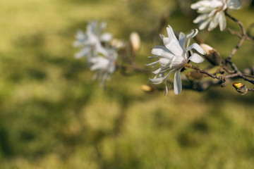 stellata magnolia flowers on a branch in the spring