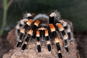 Vogelspinne