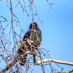 A crow sits on a tree among the branches.