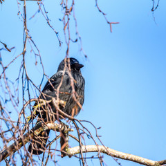 A crow sits on a tree among the branches.