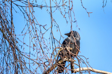 A crow sits on a tree among the branches.