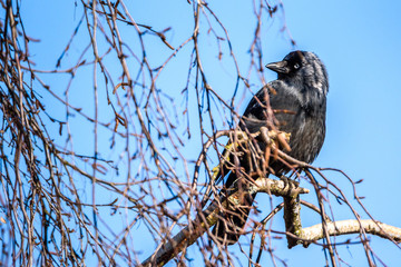 A crow sits on a tree among the branches.