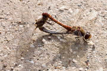 Heidelibelle