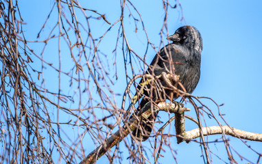 A crow sits on a tree among the branches.