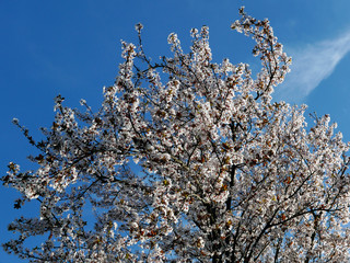 suggestivi e sgargianti rami di pesco fioriti in primavera