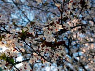 suggestivi e sgargianti rami di pesco fioriti in primavera