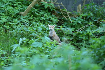 Obraz premium young curious fox is watching what's going on