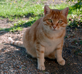 bel gattino rosso che guarda il fotografo
