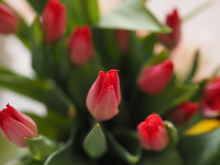 Fototapeta premium Bouquet of red tulips