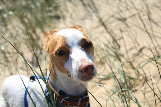Brown and white cute dog