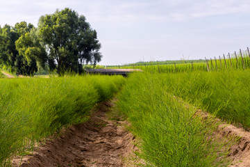 Fototapeta na wymiar Growing green asparagus plants on the field