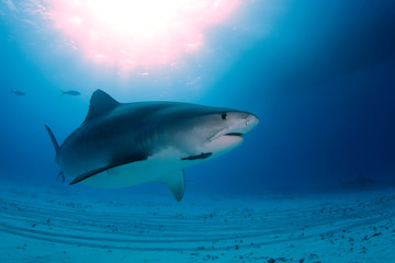 Tiger Shark (Galeocerdo cuvier) Swimming by Closely, with Sun Bursts through the Surface. Tiger Beach, Bahamas