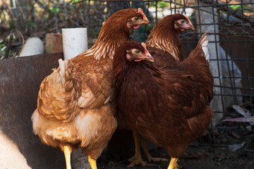Red chickens on a farm in nature. 