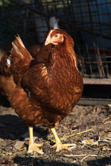 Chicken portrait. Close up of red hen face on pasture. 