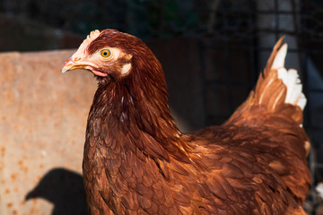 Chicken portrait. Close up of red hen face on pasture. 