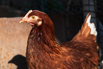 Chicken portrait. Close up of red hen face on pasture. 