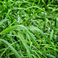 Fresh green grass with drops of water