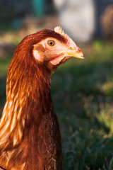 red chicken head close up