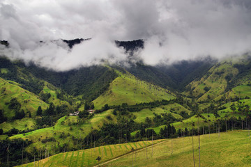 Misty alpine landscape of Cocora valley, Salento, Colombia, South America