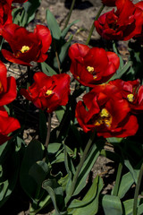 Netherlands,Lisse, a red flower