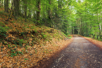 old asphalt road through beech forest. beautiful summer scenery. broken metal fence along the edge of a hill