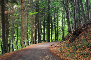 Fototapeta premium old asphalt road through beech and conifer forest. beautiful summer scenery. broken metal fence along the edge of a hill. spot of light on the road
